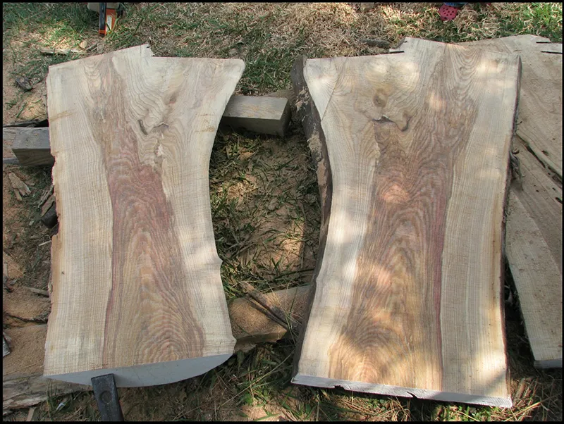green ash