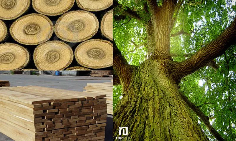 gỗ sồi tự nhiên là gì