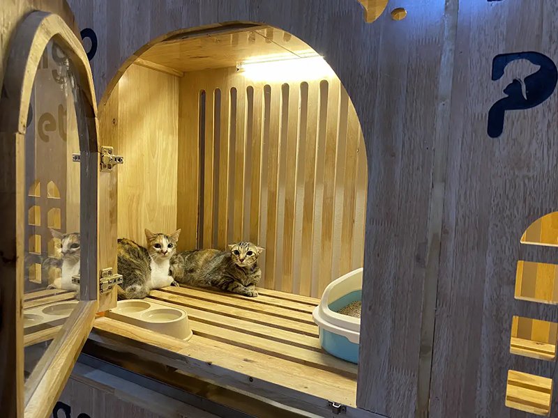 thiết kế nhà cho mèo