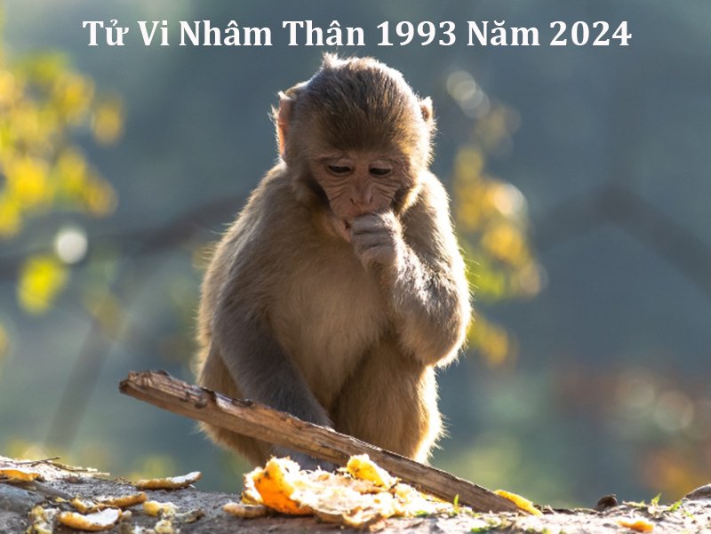 tử vi tuổi Nhâm Thân 1992 năm 2024