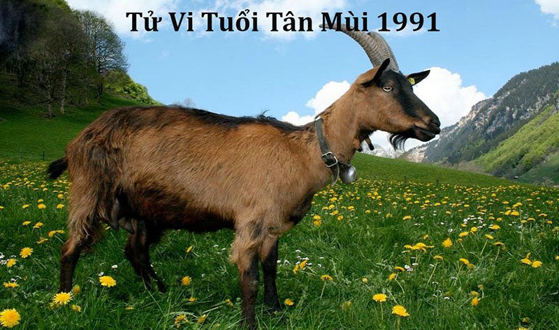 xem tử vi tân mùi năm 2024